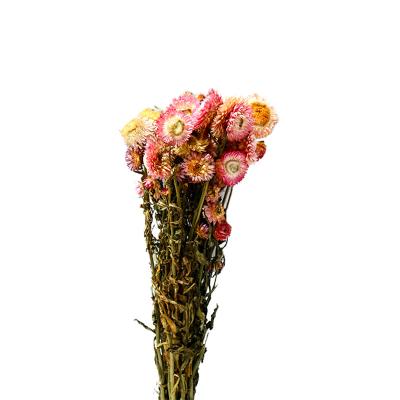 China Amazon Hot Wholesale Durable Dried Flowers Straw Flower Decorative Flowers For Wedding Decoration for sale