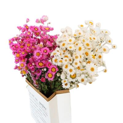 China Home decoration 2021 hot selling product rodanthe daisy preserved dry flowers preserved daisies for home decoration for sale