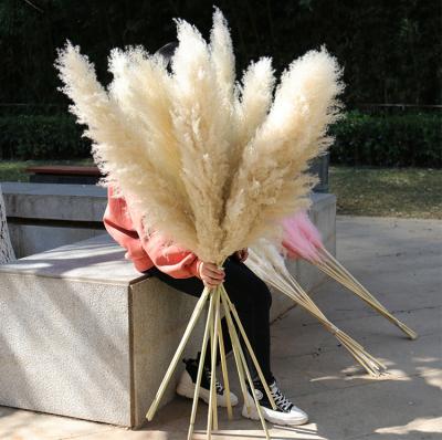 China Conveniently pampas style pampas grass white long stem dried extra thick pampas grass Conveniently pampas home wedding decor fluffy decorative flower white dry extra thick pampas grass for sale