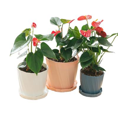 China New minimalist RUIPU garden white pp/pink material/cheap wholesale flower pots blue outdoor balcony small volume for sale