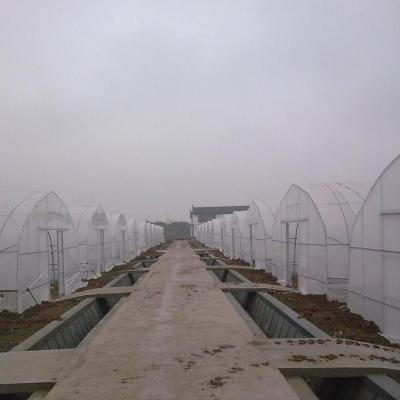 China High Quality And Useful Single Span PE Dome Greenhouse for sale