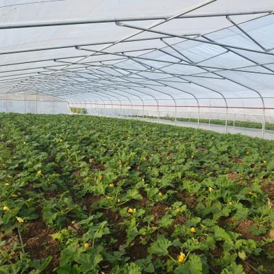 China Strong PE And Low Cost Stable Structure Single Span Greenhouse Te koop