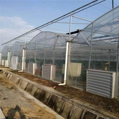 China Multi-span Commercial, Cheap And Industrial PE Film PE Greenhouse for sale