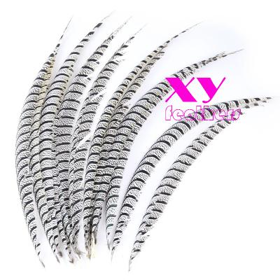 China Durable Lady Amherst Pheasant Tail Feathers in Common Natural Pheasant Tail Feathers for Carnival Costumes for sale