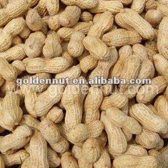 China Dried xiang nong peanut in shell for sale