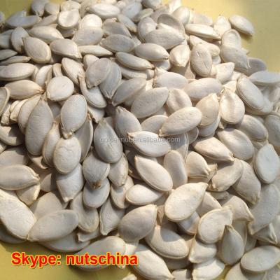 China Dry White Pumpkin Seeds10 mm 11mm 10 cm snow up 11 cm for sale