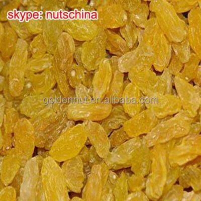 China Xinjiang dry golden raisin for sale