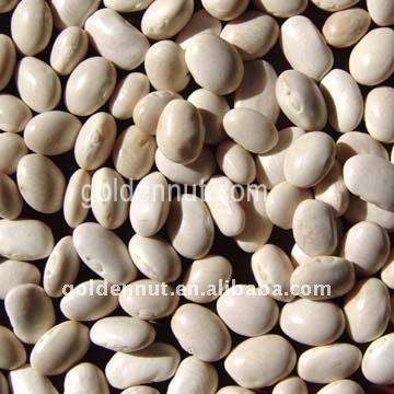 China Small Dwarf White Beans (Japanese White) for sale