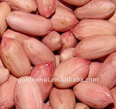 China Dried Peanut Kernels the LARGEST PLANT PEANUT AND PUMPKIN SEEDS for sale