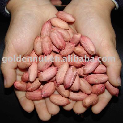 China Chinese dry peanut kernels 24/28 28/32 50/60 60/70 for sale