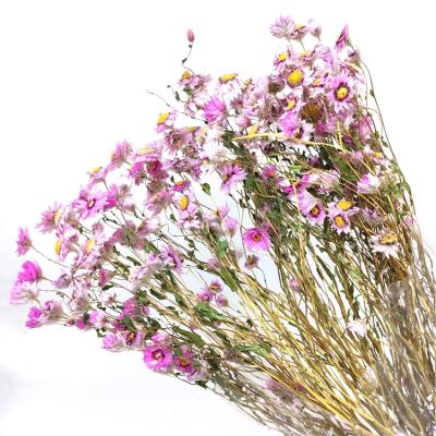 China Young Natural Dry Preserved Artificial Flower Everlasting Flowers For Home/Wedding Decoration for sale