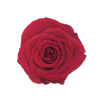 China Carina Grade Preserved Flowers Eternal Valentine's Day gift preserved roses head 5-6 cm for sale