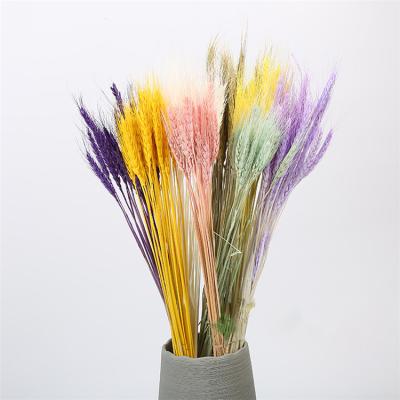 China Factory direct sale young festival gift office room home decor dried flowers real long term wheat natural dry colorful bouquet for sale