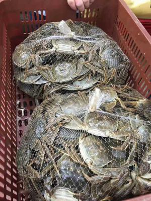 China Supermarket Mesh Sleeve Plastic Tube Netting PE + PP Material For Crab for sale