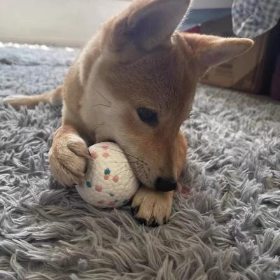 China High Quality Stocked Bite Resistant Dog Chewing Ball Interactive Plastic Dog Ball for sale