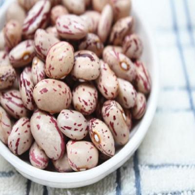 China Dried Light Spotted Red Pinto Sugar Kidney Beans Price for sale