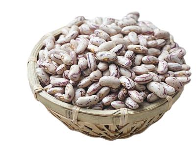 China Dried LSKB/Sugar Beans/Pinto Beans quality for sale