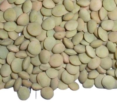 China New Culture 2020 Chinese Bulk Green Lentils for sale