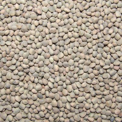 China Dry Gray Vetch Peas for sale