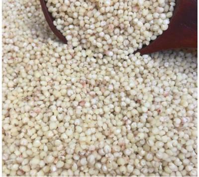 China White grain sorghum for sale