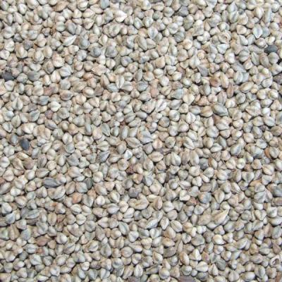 China Fresh natural roasted bitter buckwheat for sale for sale