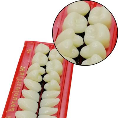 China Synthetic Resin Teaching To Smile Nice False Teeth Set Acrylic Dentures for sale