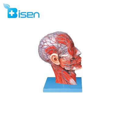 China Hot Selling Hospitals BS GD/A18001 Medical Use Anatomical Model Nervous System Price for sale