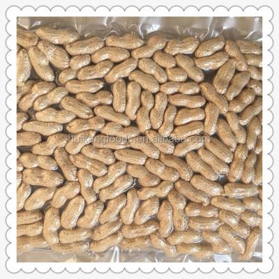 China Fresh peanut in shell peanuts with shell for sale