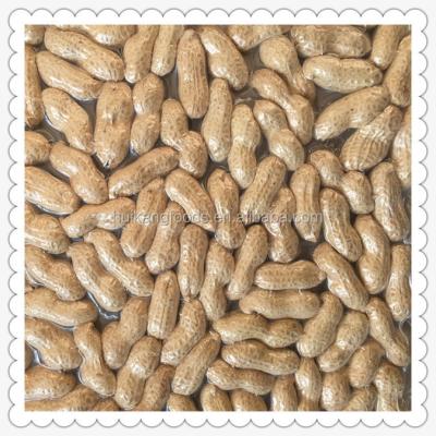 China Dry salted roasted peanut in the shell for sale