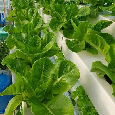 China Eco - Friendly Commercial Hydroponic Channel For Growing Systems NFT PVC Pipe For Growing Green Vegetables for sale