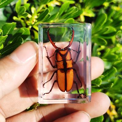 China China resin craft amazing real insect collection included real biological animal yellow scorpion specimen for sale