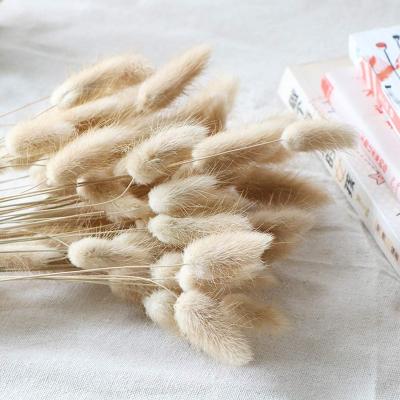 China Beautiful wholesale competitive price artificial flower forever preserved flowers colorful dried lagurus ovatus rabbit tail grass for sale