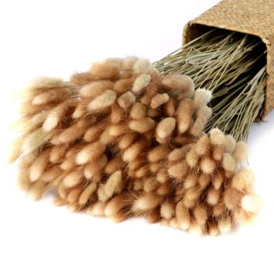 China Bunny Tail Grass Dry Grass Lagurus Ovatus Dry Beautiful Artificial Flower Colorful Dry Flower Wholesale for sale