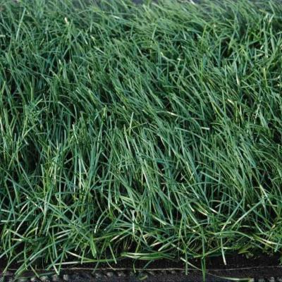 China PE Artificial Putting Turf Dtex 12000 For Sports Fields With Gauge 5/8'' Backing CPP PP for sale