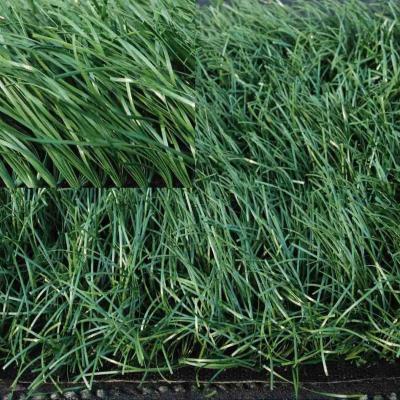 China Low Maintenance Olive Green Hybrid Artificial Grass Used For Pets Children And Adults Sports for sale