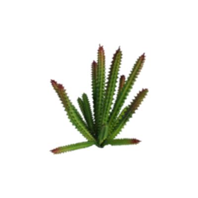 China Art Decor New Arrivals Home and Garden Decor Realistic Plastic Grass Artificial Catus Succulent Plants for sale