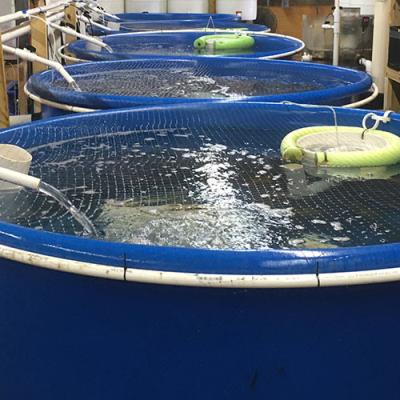 China Corrugated Sheet High Density Tarpaulin Water Tank For Fish Aquaculture Farm Pond for sale