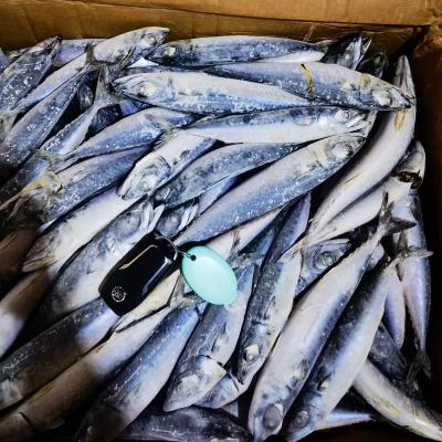 China Organic Sea Frozen Pacific Mmackerel BQF 10-15pcs/kg for sale