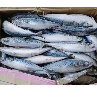 China Hot Sale Organic Whole Round Sea Frozen Pacific Mmackerel BQF for sale