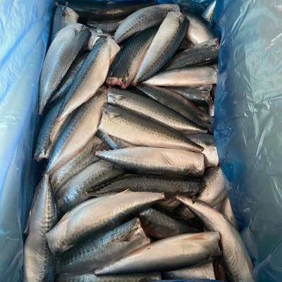 China High Quality Organic Frozen Pacific Fish Mackerel Frozen Mackerel HGT Seafood for sale