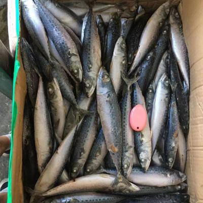 China Organic Sea Frozen Pacific Mmackerel BQF 8-13pcs/kg Size:8-120g/pcs Weight:15-16kg for sale