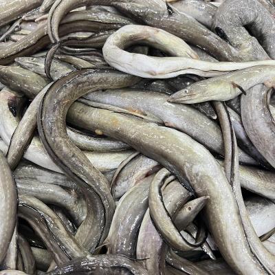 China Organic Frozen Sea Eel Fish Fillet100-300g For Canned And Market for sale