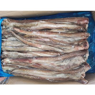 China Nutritious made in china bulk quantity frozen fish sea eel for export frozen sea eel fish for sale