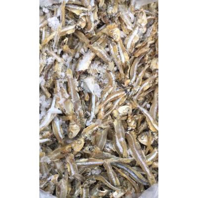 China Anchovies dry salted premium nutritious dry frozen anchovies anchovies fish on sale for sale