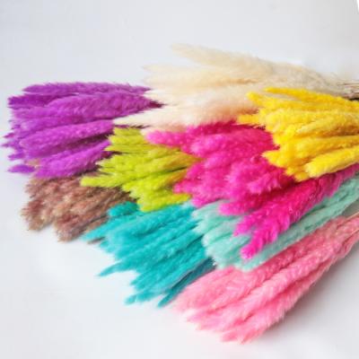 China 15pcs/bag High Quality Natural Dried Festival Stem Pampas Grass Flowers For Home Decoration for sale