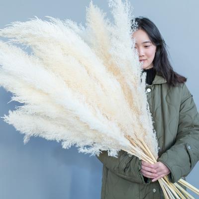 China Festival Wedding Wholesale Decoration Natural Dry Pampas Grass Dried Pressed Flowers for sale