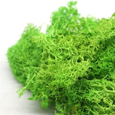 China Wholesale Natural Green Wall Decor 500g Wall Decor Paper Natural Preserved Moss for sale