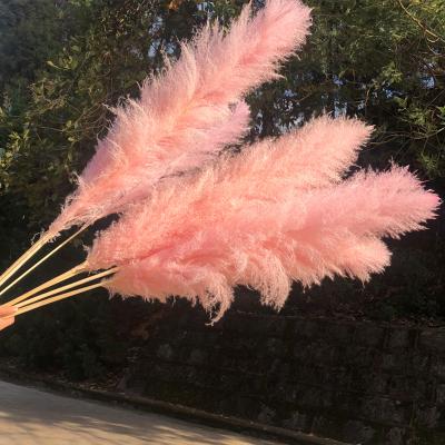 China Hot Selling Natural Dry Pampas Grass Wedding Flower Arrangement Decoration Feathery Stipe For Decoration for sale