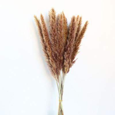 China Wholesale hot selling festival pampas decorative natural tubular true grass dry flower for wedding road decoration for sale