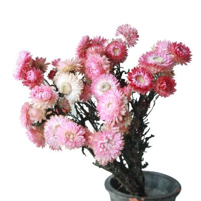 China Christmas Wholesale Flora Gift Decoration Dry Flower Bouquet Dry Grass Decor Dried Chrysanthemum for sale